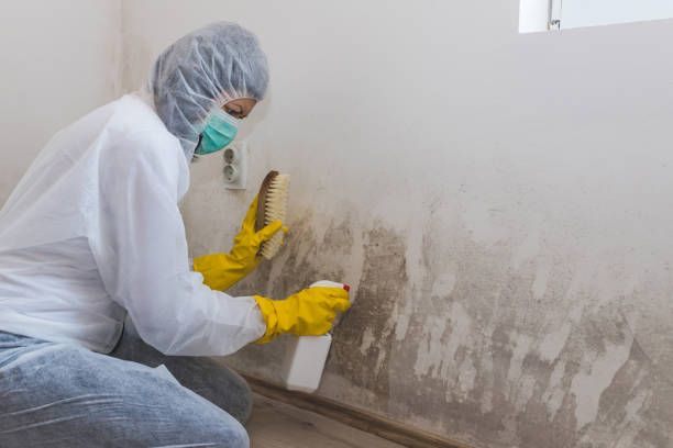 Professional Mold Remediation in New Hackensack, NY