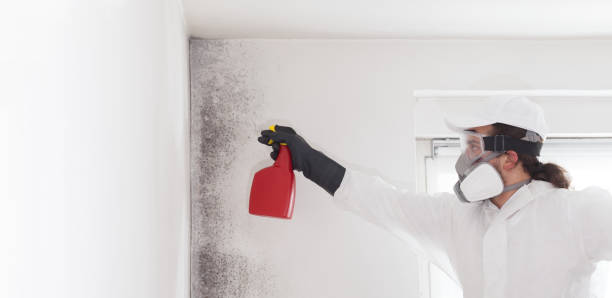 Best Attic Mold Remediation in New Hackensack, NY