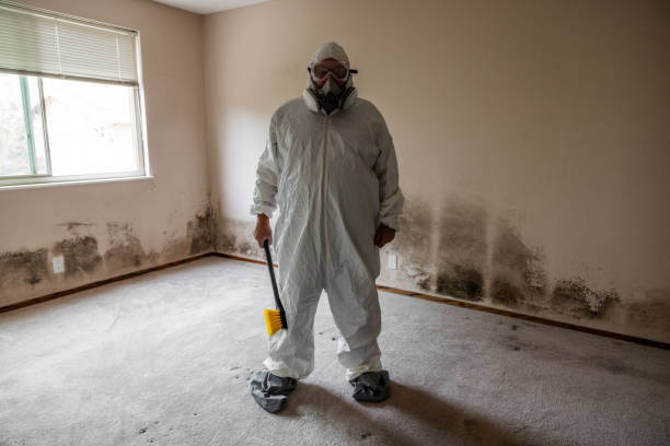 Trusted New Hackensack, NY Mold Remediation Experts
