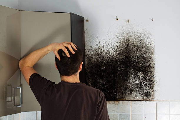 Best Residential Mold Remediation in New Hackensack, NY